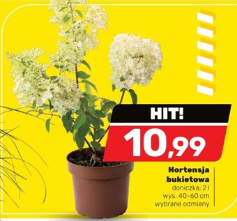 Bricomarche Hortensja oferta