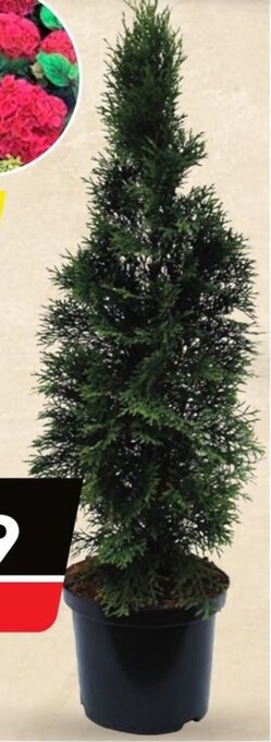 Bricomarche Tuja oferta