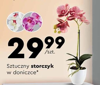 Biedronka Storczyk oferta