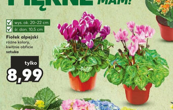 Kaufland Fiołek alpejski oferta