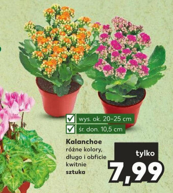 Kaufland Kalanchoe oferta