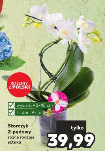 Kaufland Storczyk 2-pędowy oferta