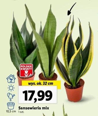 Lidl Sansewieria mix 1 szt. oferta