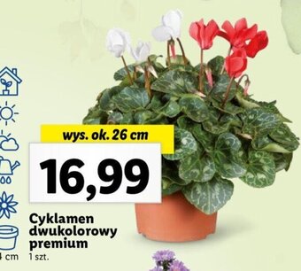Lidl Cyklamen dwukolorowy premium oferta