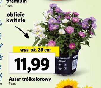 Lidl Aster trójkolorowy 1 szt. oferta