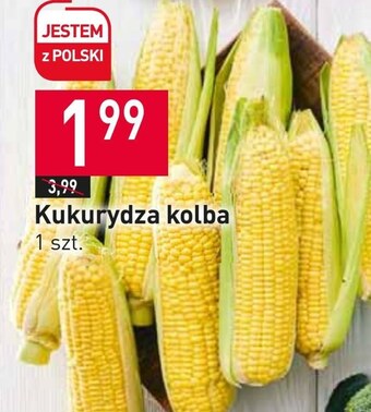 Stokrotka Kukurydza oferta
