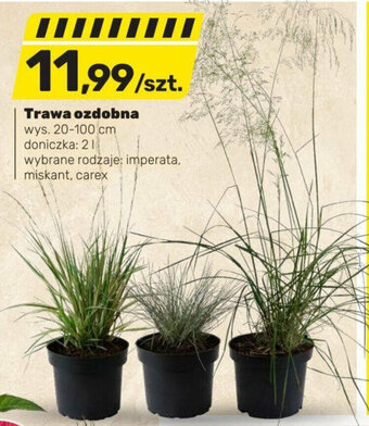 Bricomarche Trawa ozdobna wys. 20-100 cm doniczka: 2l oferta