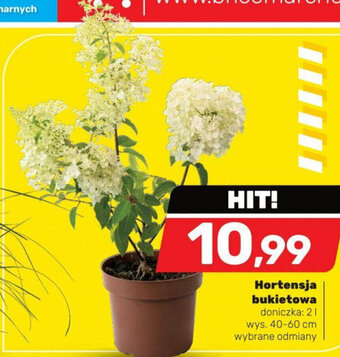 Bricomarche Hortensja bukietowa doniczka: 2l wys. 40-60 cm oferta