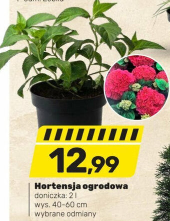 Bricomarche Hortensja ogrodowa doniczka: 2l oferta