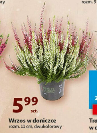 Auchan Wrzos w doniczce oferta