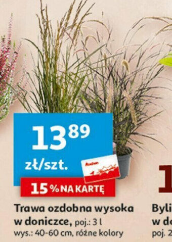Auchan Trawa ozdobna wysoka w doniczce oferta
