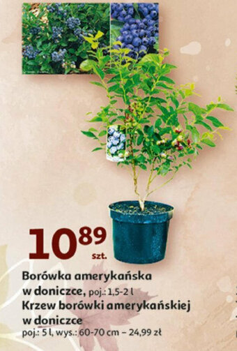 Auchan Borówka amerykańska w doniczce oferta