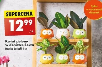 Biedronka Kwiat zielony w doniczce Sowa oferta