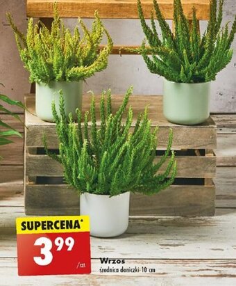 Biedronka Wrzos oferta