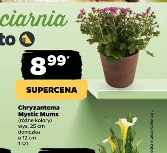 Netto Chryzantema mystic mums oferta