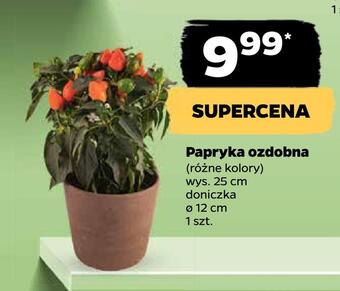 Netto Papryka ozdobna oferta