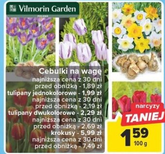 Carrefour Vilmorin Garden Cebulki na wagę 100g oferta