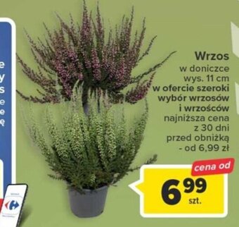 Carrefour Wrzos oferta