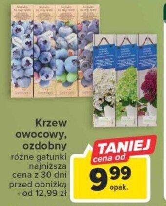 Carrefour Krzew owocowy, ozdobny oferta