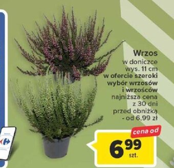 Carrefour Market Wrzos szt. oferta