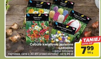 Cebule kwiatowe jesienne GARDERIN 100 g