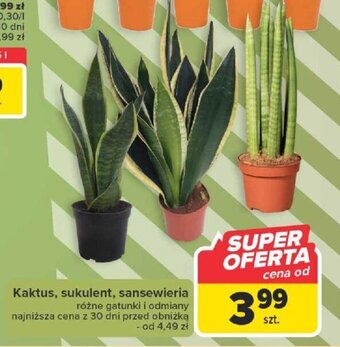 Carrefour Market Kaktus, sukulent, sansewieria szt. oferta