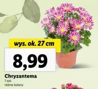 Lidl Chryzantema oferta