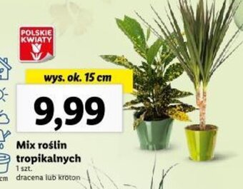 Lidl Mix roślin tropikalnych oferta