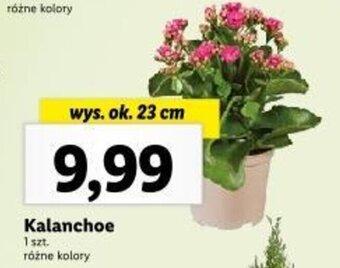 Lidl Kalanchoe oferta