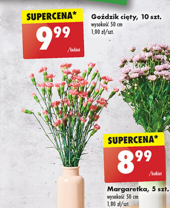 Biedronka Goździk cięty, 10 szt. oferta