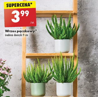 Biedronka Wrzos pączkowy oferta