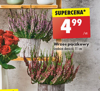 Biedronka Wrzos pączkowy oferta