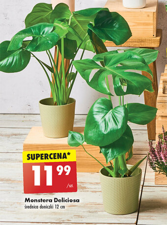 Monstera Deliciosa