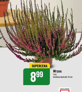Polomarket Wrzos oferta