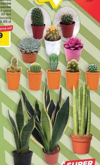 Carrefour Market Kwiat oferta