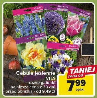 Carrefour Cebulki jesienne oferta