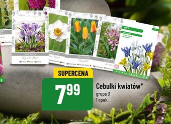 Polomarket Cebulki kwiatowe irys oferta