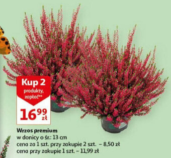 Auchan Wrzos premium w donicy o śr.: 13 cm oferta