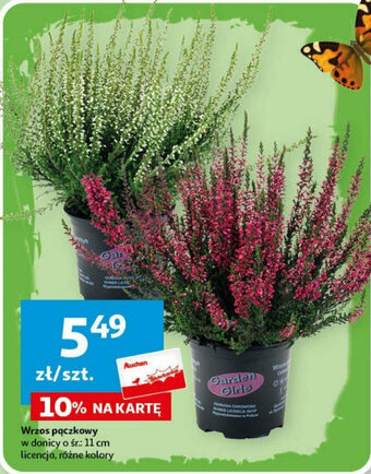 Auchan Wrzos pączkowy w donicy o śr.: 11 cm oferta