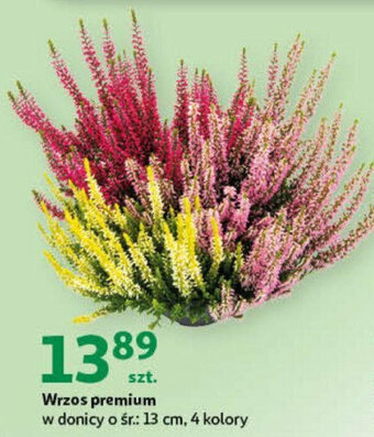 Auchan Wrzos premium w donicy o śr.: 13 cm, 4 kolory oferta