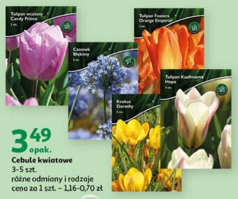 Auchan Cebule kwiatowe 3-5 szt. oferta