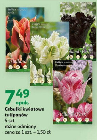 Auchan Cebulki kwiatowe tulipanów 5 szt. oferta