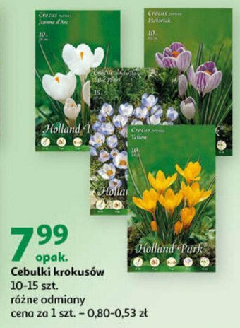 Auchan Cebulki krokusów oferta
