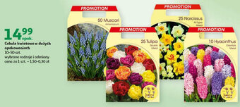 Auchan Cebule kwiatowe w dużych opakowaniach 10-50 szt. oferta