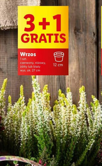 Lidl Wrzos oferta