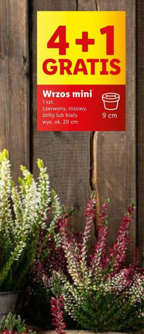 Lidl Wrzos mini oferta