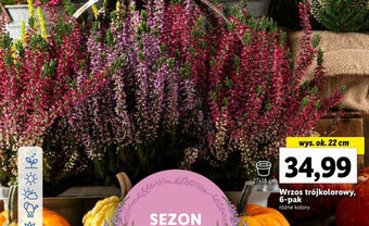 Lidl Wrzos trójkolorowy oferta