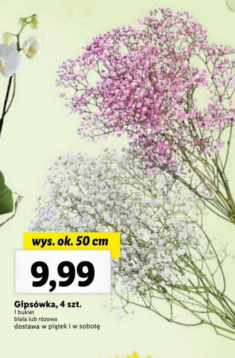 Lidl Gipsówka 4 szt. oferta