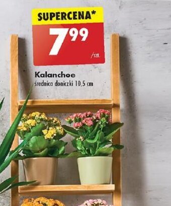 Biedronka Kalanchoe oferta
