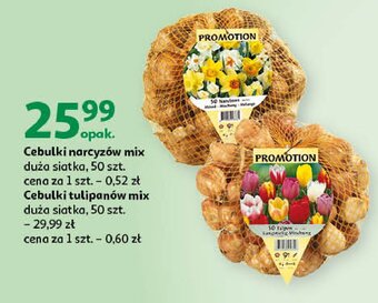 Auchan Cebulki narcyza oferta